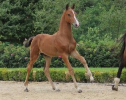 jumper Balzac de Hus Z (Zangersheide riding horse, 2016, from Baloubet du Rouet)