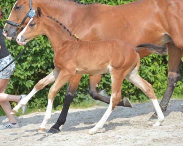 jumper Heartbeat D S Z (Zangersheide riding horse, 2016, from Hardrock Z)