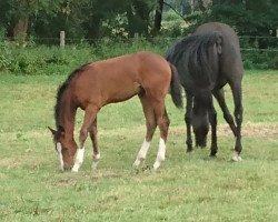 jumper Calimera JD (Westphalian, 2016, from Chacoon Blue)