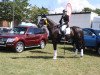 dressage horse Ferrell Semper Fidelis (Oldenburg, 2011, from Fürstenball)