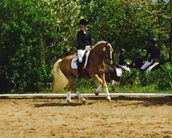 dressage horse Lady Lou 122 (Haflinger, 2007, from Almwind)