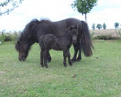 stallion Toxin von Repgow (Shetland pony (under 87 cm), 2016, from Thorax von Repgow)