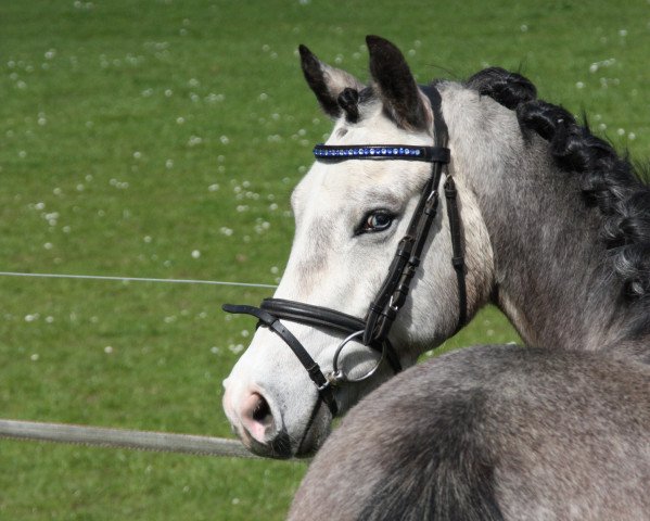 dressage horse Now or Never (German Riding Pony, 2008, from Micky Blue Eye)