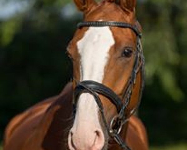 dressage horse Fidelis Florestano (Westphalian, 2012, from Fineliner 2)