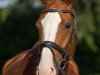 dressage horse Fidelis Florestano (Westphalian, 2012, from Fineliner 2)