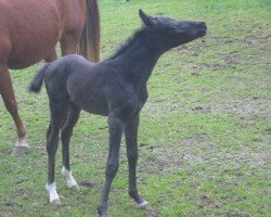 Dressurpferd Scout (Deutsches Reitpony, 2016, von PAV Socke - Der kleine Rabe)