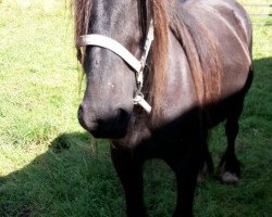 broodmare Morlandsdale Molly (Dales Pony, 2009, from Westwick Ranger)