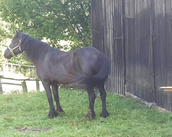 Zuchtstute Cambercastle Bonnie (Dales-Pony, 2009)