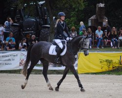 Zuchtstute Pamina 474 (Westfale, 2011, von Ullrich Equine's Pontecini)