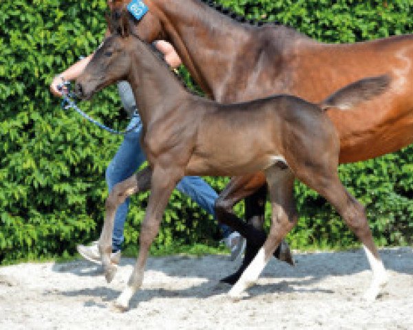 jumper Locomotion JVH Z (Zangersheide riding horse, 2016, from Le Blue Diamond v't Ruytershof)