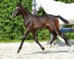 jumper Big Pleasure Z (Zangersheide riding horse, 2016, from Big Star)