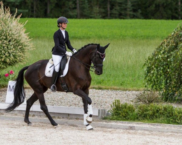 dressage horse Feriz (Oldenburg, 2009, from Florencio I)