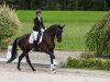 dressage horse Feriz (Oldenburg, 2009, from Florencio I)