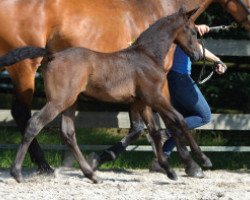 Springpferd Chica Blue PH Z (Zangersheide Reitpferd, 2016, von Cornet Obolensky)