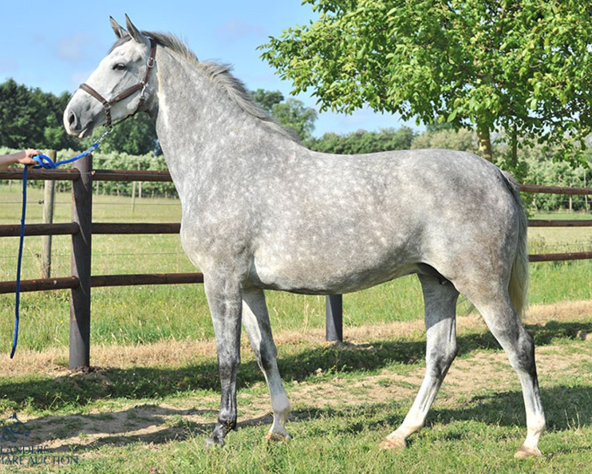 broodmare Centa van 't Gelutt Z (Zangersheide riding horse, 2009, from Cento)