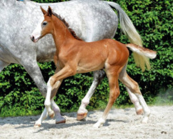 Springpferd Apache van 't Gelutt Z (Zangersheide Reitpferd, 2016, von Asca Z)