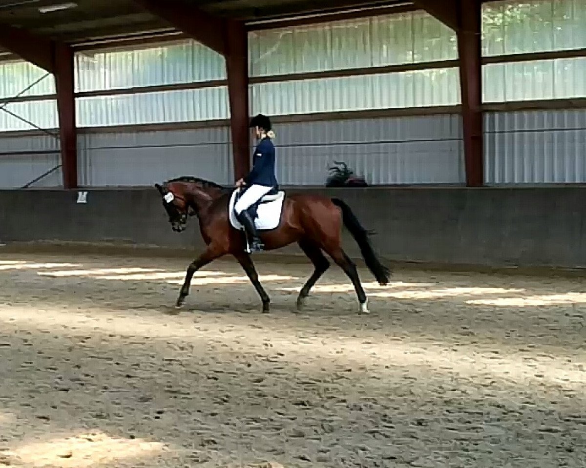 dressage horse Quadrato (Hanoverian, 2012, from Quaterhall)