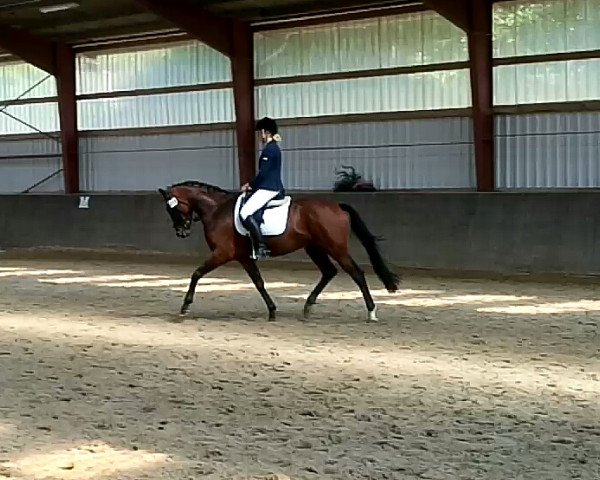 dressage horse Quadrato (Hanoverian, 2012, from Quaterhall)