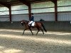 dressage horse Quadrato (Hanoverian, 2012, from Quaterhall)