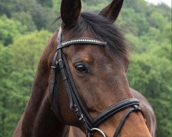 broodmare Valeska (Holsteiner, 2005, from Casado)