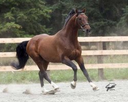 stallion Graf Top II (Hanoverian, 1997, from Graf Grannus)