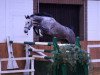 jumper Grey's Calida B (Hanoverian, 2012, from Grey Top)