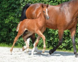 jumper De Semilly Z (Zangersheide riding horse, 2016, from Diamant de Semilly)