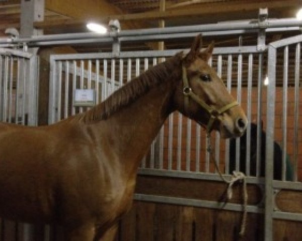 broodmare Schalmei (Hanoverian, 2008, from Sir Donnerhall I)