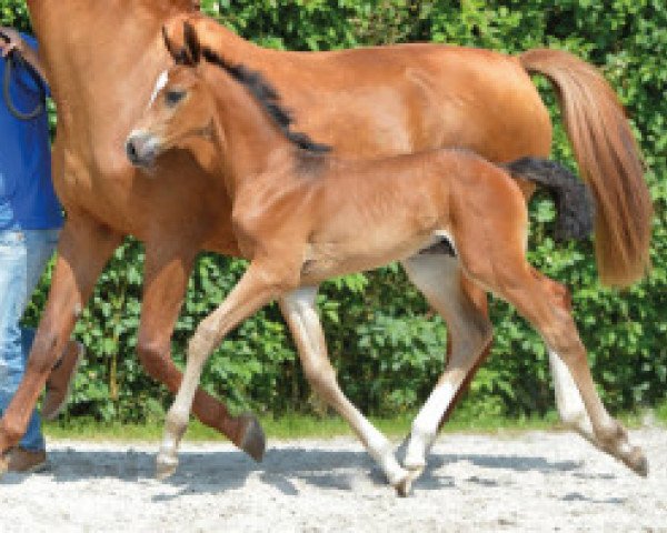 horse Toulis de L'Esku Z (Zangersheide riding horse, 2016, from Toulon)