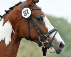 stallion Electric Boogie (Pinto with riding horses pedigree, 2008, from Electric)