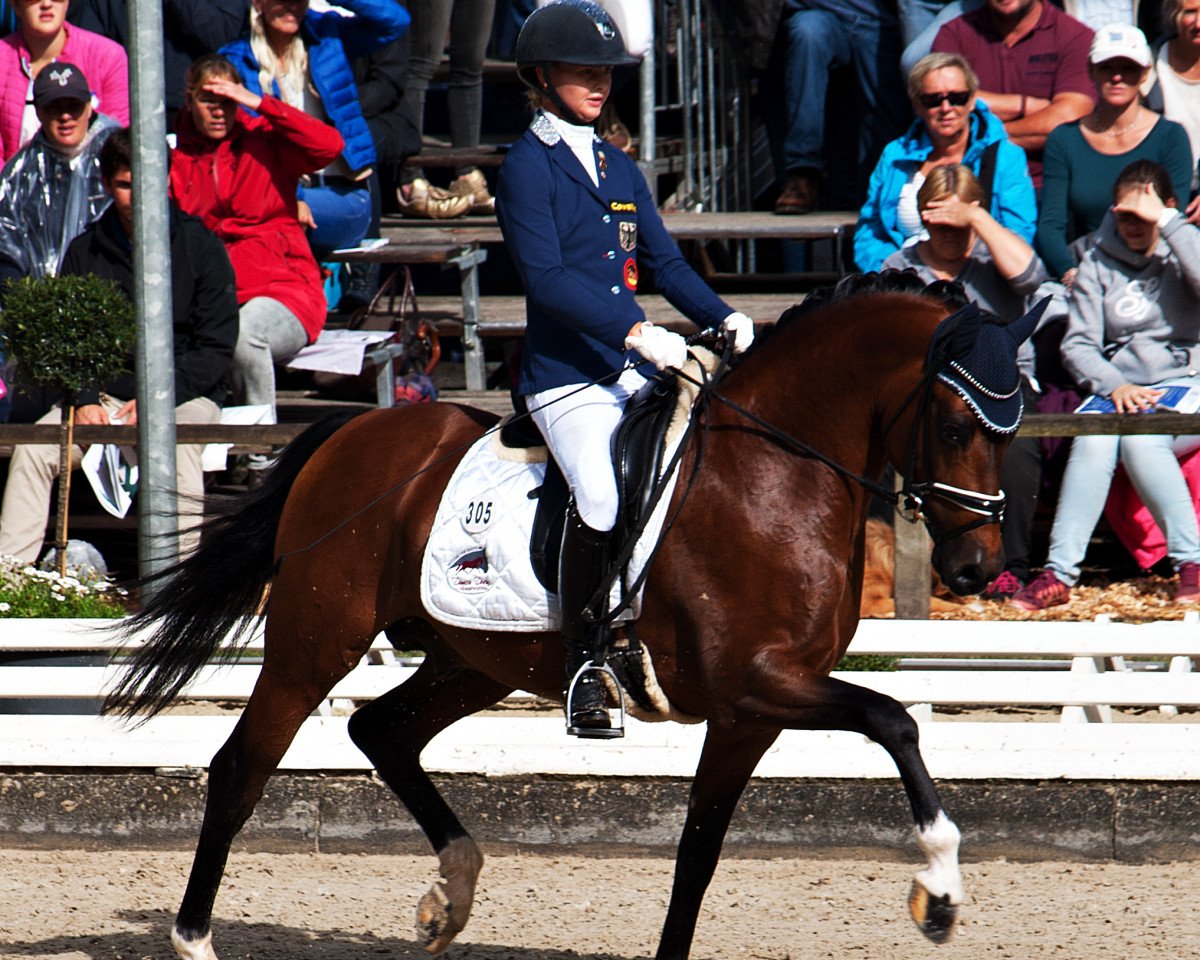 stallion Cosmopolitan NRW (German Riding Pony, 2010, from FS Champion de Luxe)