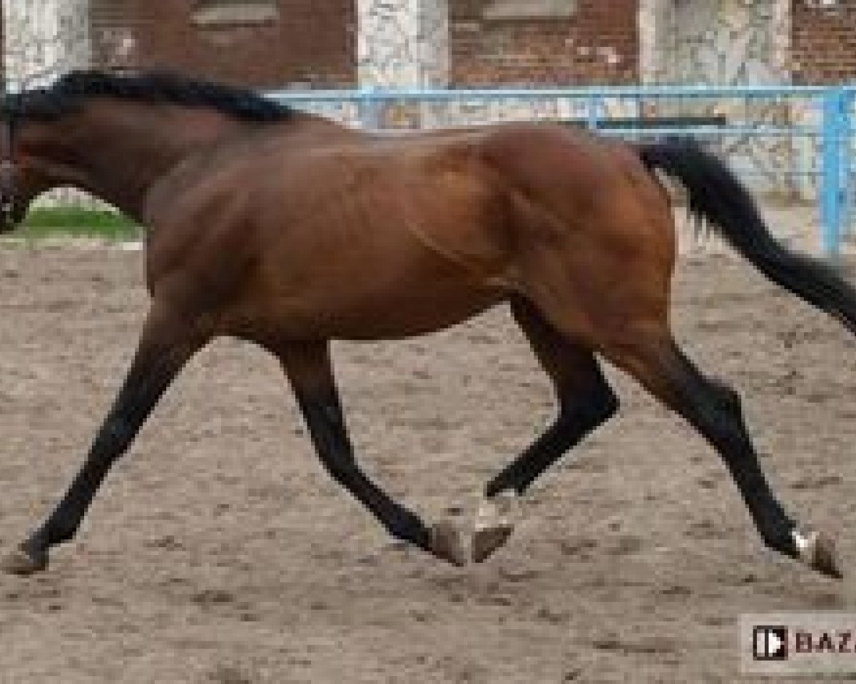 stallion Aprizzo xx (Thoroughbred, 1990, from Entitled xx)
