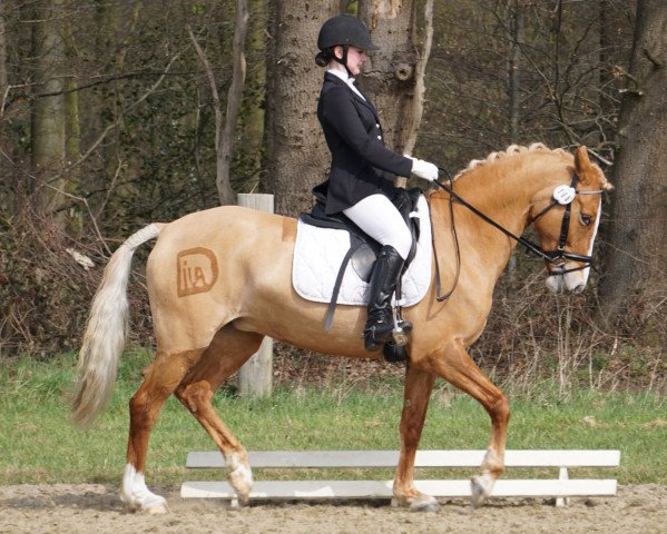 Zuchtstute Donita (Deutsches Reitpony, 2007, von FS Don't Worry)