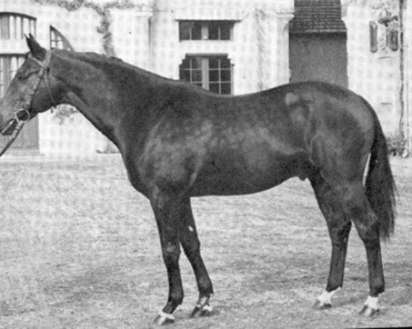 stallion Nogaro AA (Anglo-Arabs, 1957, from Le Galop AA)