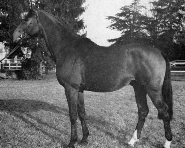 stallion Samuel AA (Anglo-Arabs, 1968, from Nithard AA)