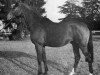 stallion Samuel AA (Anglo-Arabs, 1968, from Nithard AA)