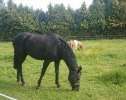 broodmare Joerdis (Mecklenburg, 1993, from Juventus)