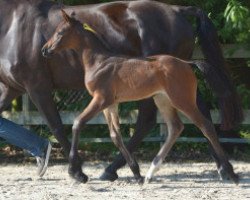 broodmare Corcinda Z (Zangersheide riding horse, 2016, from Cornet Obolensky)