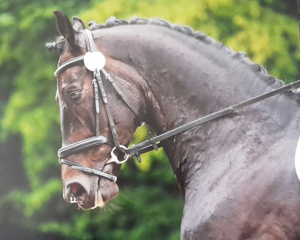 dressage horse San Marcello (Hanoverian, 2009, from Soliman)