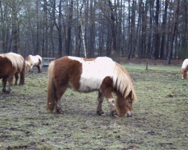 Zuchtstute Sienke van de Bekkenkamp (Shetland Pony, 2002, von Martijn van het Wald)