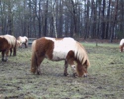 broodmare Sienke van de Bekkenkamp (Shetland Pony, 2002, from Martijn van het Wald)