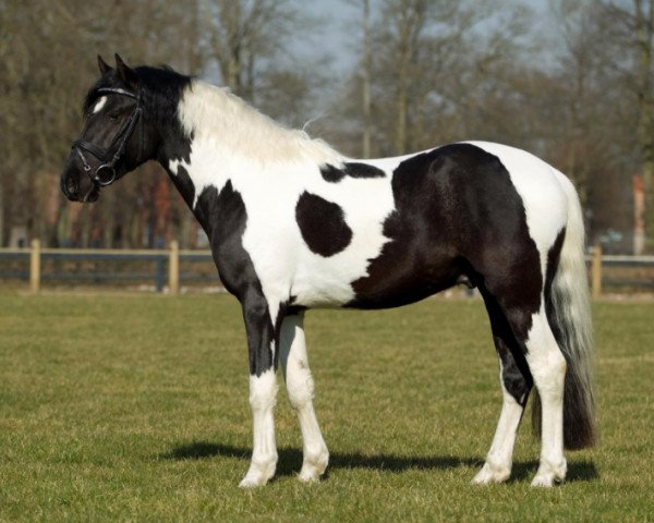 stallion Rudolphitals Oslo T (Lewitzer, 2011, from Ohaio)