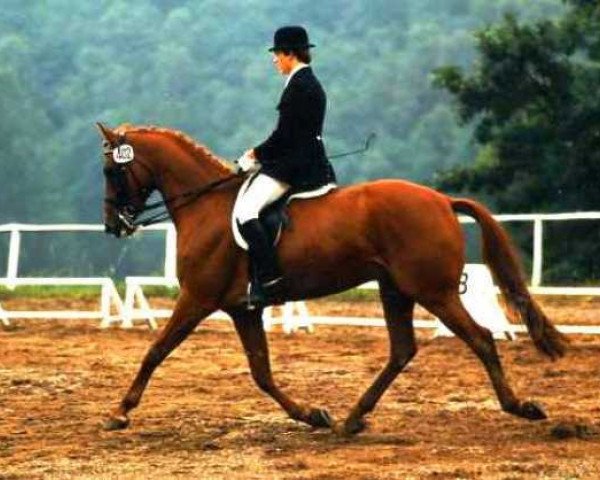 Pferd Windsor 134 (Hannoveraner, 1974, von Wiesenbaum xx)