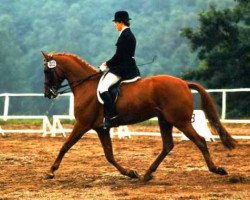 horse Windsor 134 (Hanoverian, 1974, from Wiesenbaum xx)