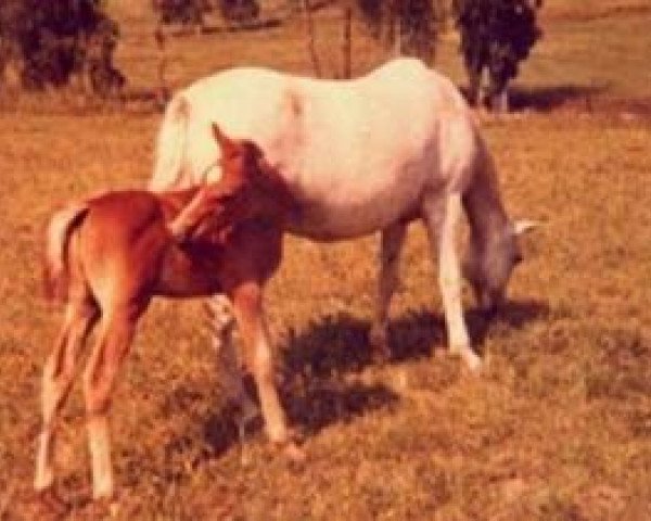 broodmare Bessheulog (Welsh-Pony (Section B), 1948, from Tan-Y-Bwlch Berwyn)