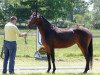 broodmare Artemis RD (Hanoverian, 2011, from Albatros 86)