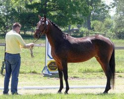 horse Artemis RD (Hannoveraner, 2011, from Albatros 86)