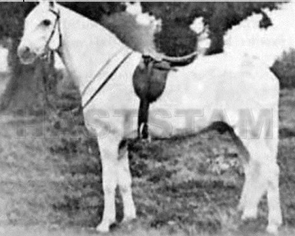 stallion Sahara ox (Berber, 1908, from unknown)