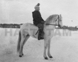 Deckhengst Coed Coch Berwynedd (Welsh Pony (Sek.B), 1950, von Tan-Y-Bwlch Berwyn)