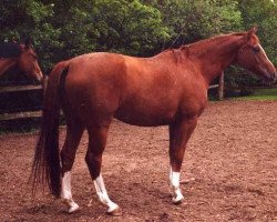 broodmare Semira (Hanoverian, 1996, from Silvio I)